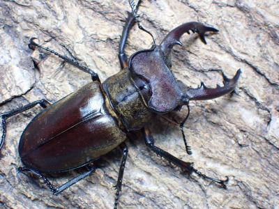 標本】タカサゴミヤマクワガタ73mm，北海道ミヤマクワガタ72mm，大阪