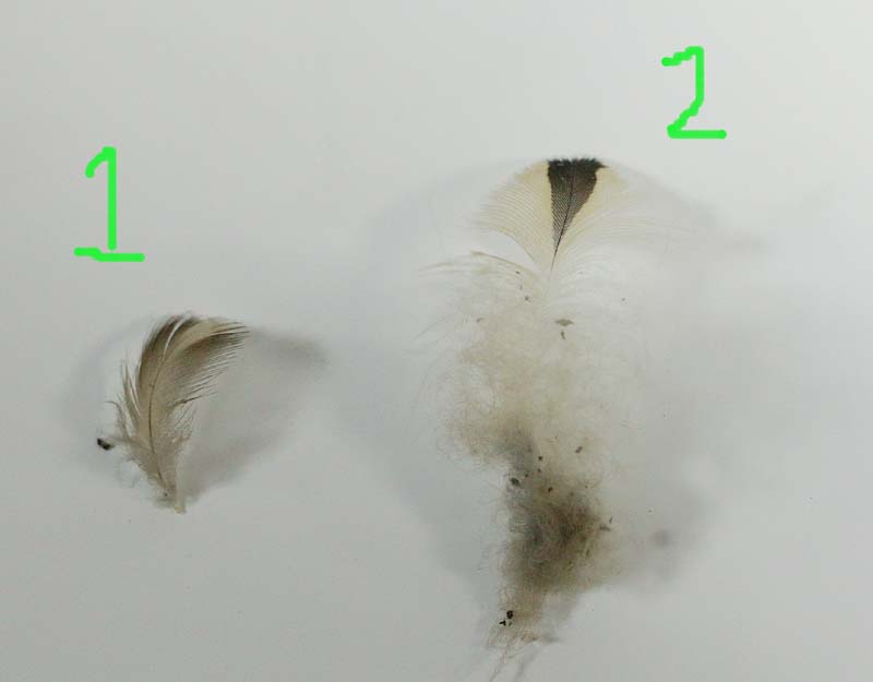 フクロウの羽根優しい羽根ふわふわな羽根