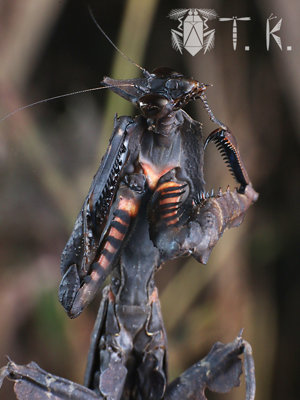 マオウカレハカマキリ雄 立体標本 魔王枯葉 マオウカレハカマキリ雄