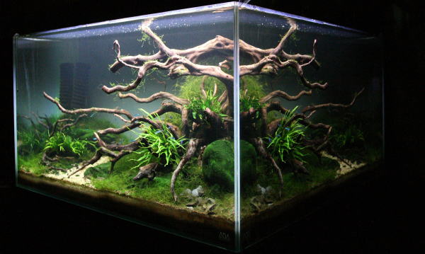 XM-202) 流木マシンガンウッドアクアリウム沈水確認済ブランチウッド