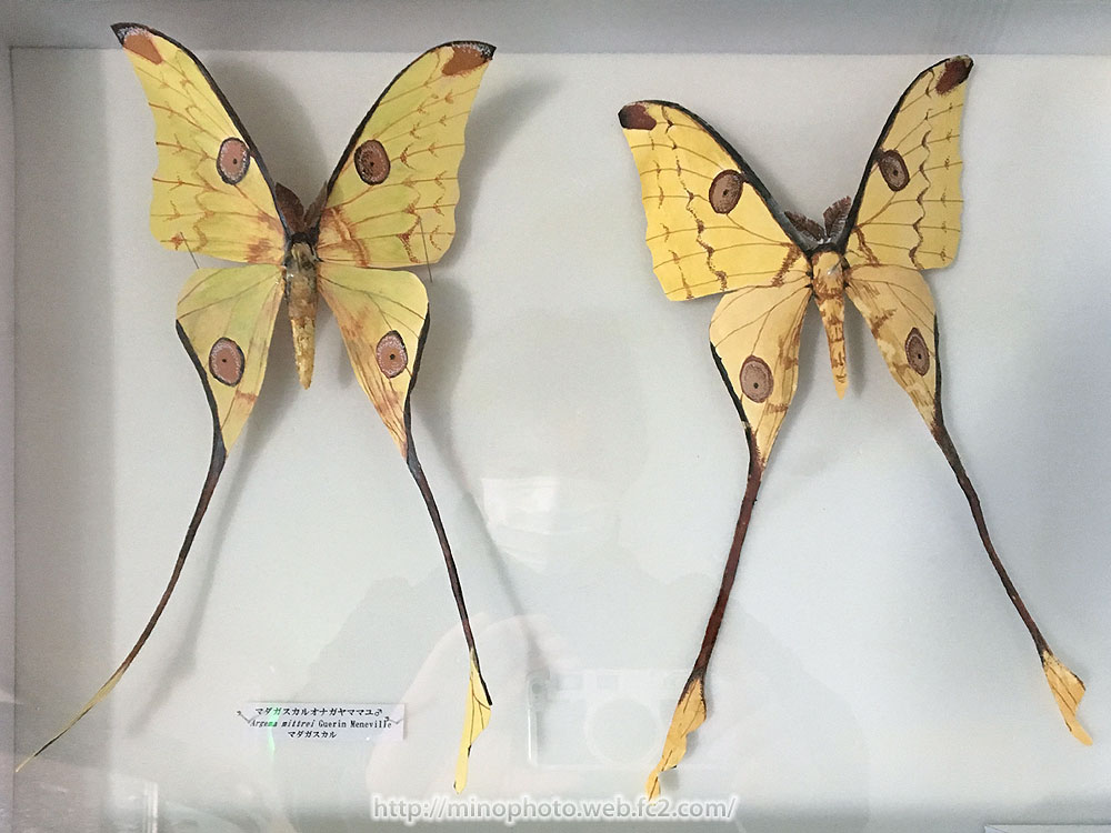 ショップ 美品 ジグザグヤママユ 蛾 標本 美品 ジグザグヤママユ 蛾