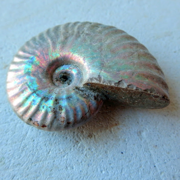 アンモナイト オパール化遊色 マダガスカル産 25g 化石 - 天然石