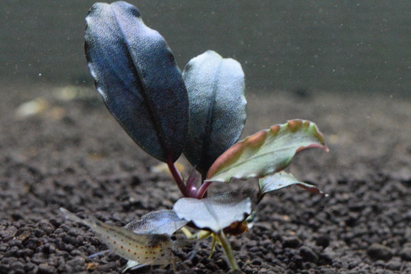 ブセファランドラとは | BloodCore