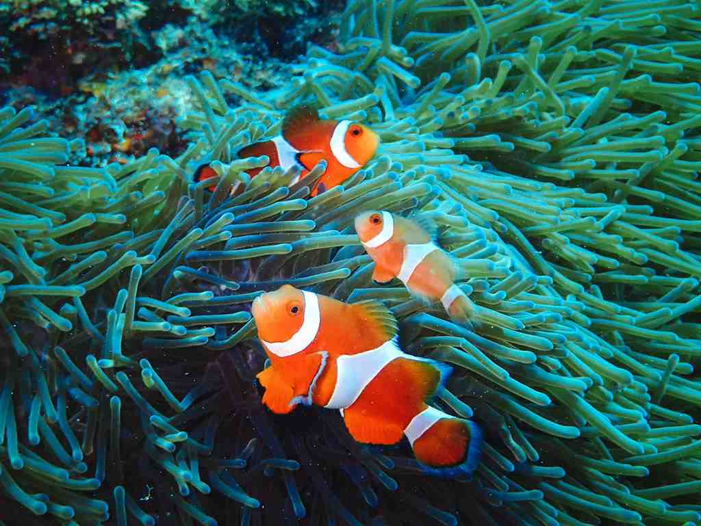 クマノミ6種類！沖縄の美しいサンゴ礁と熱帯魚ガイド | 青の洞窟Core