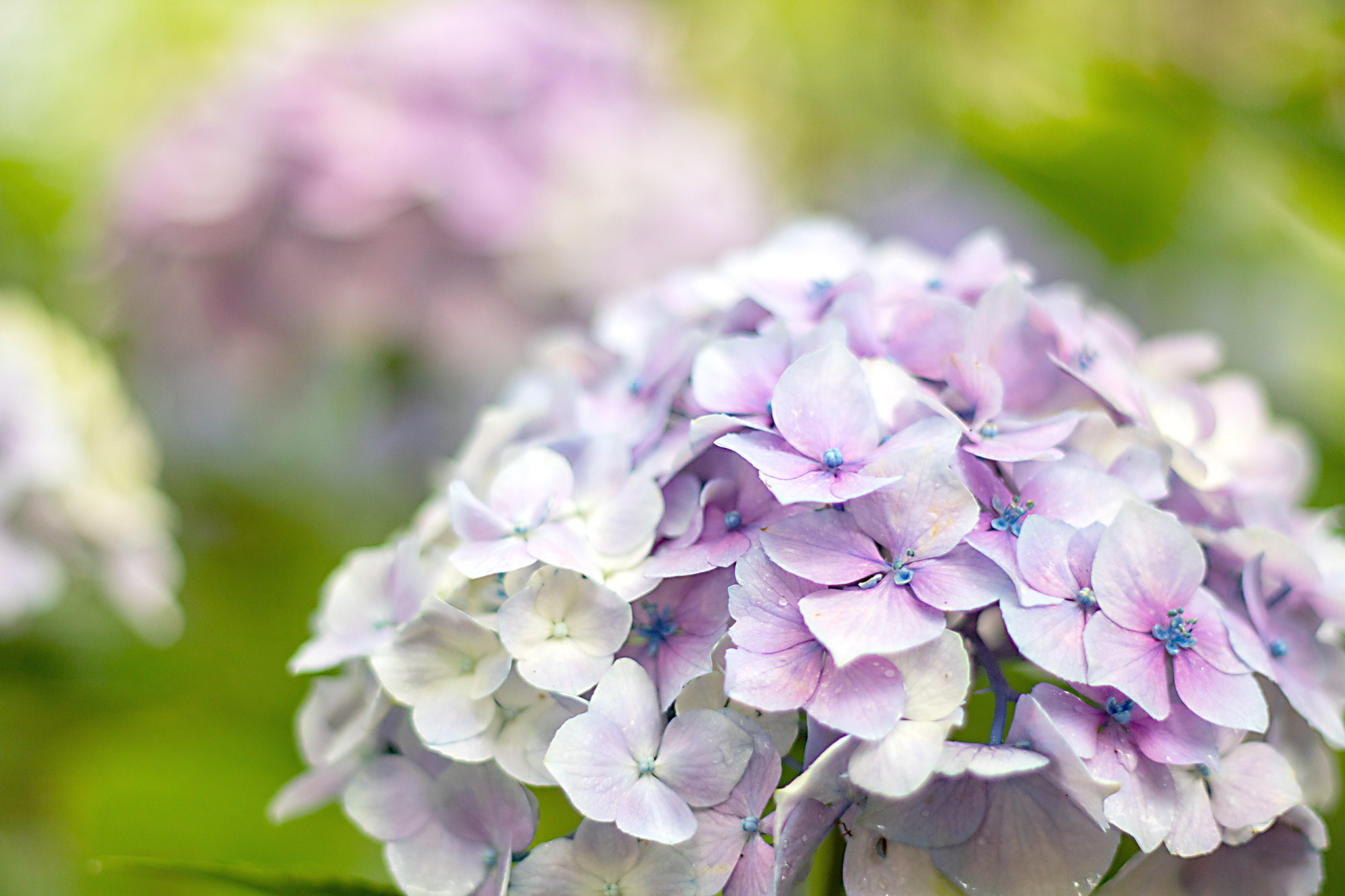 可憐に咲く薄紫色の紫陽花 – フリー（無料）写真素材 ダウンロード