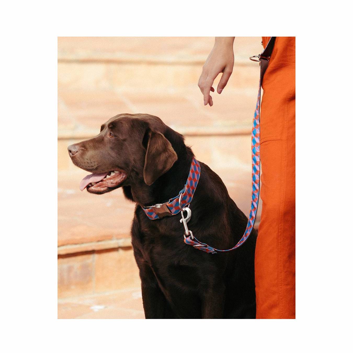 SATUNA (サトゥナ)犬用首輪 – Brott Barcelona