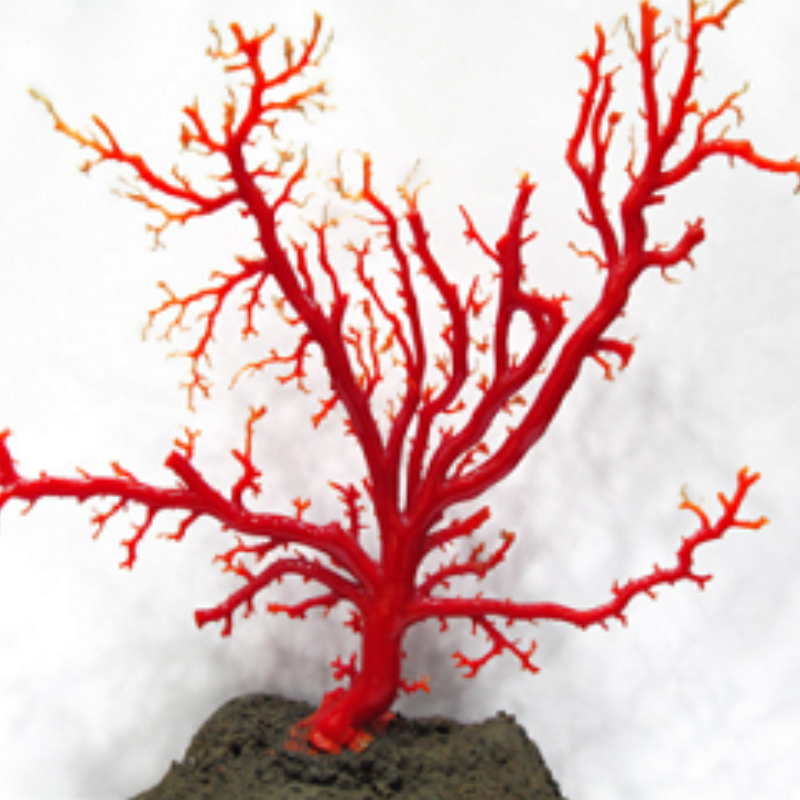 珊瑚 原木 置物 赤珊瑚 日本・高知沖産赤珊瑚の拝見・原木・置物 /飾り