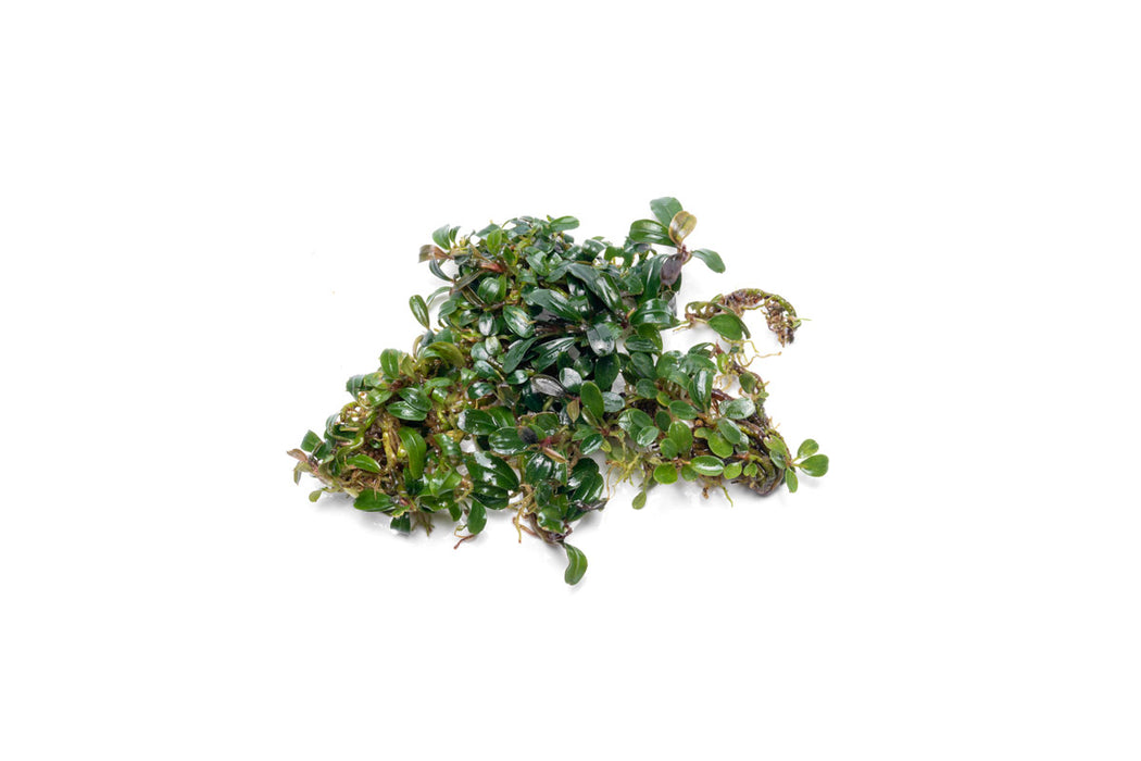 Bucephalandra Mini Dark Needle - Buce Plant
