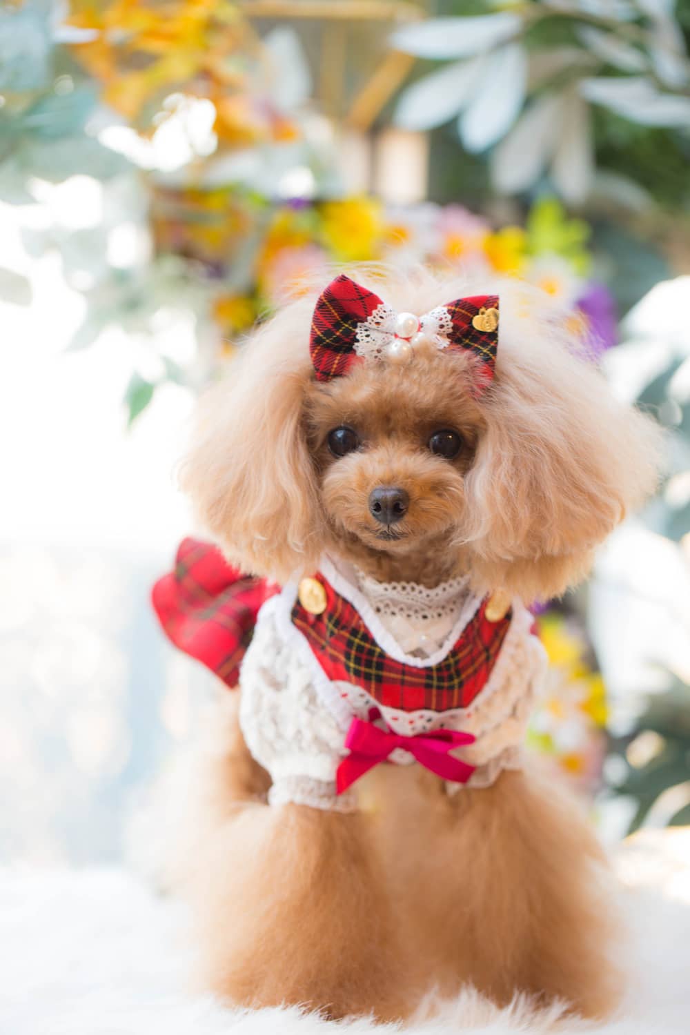 ドッグブティック・ブルブブ