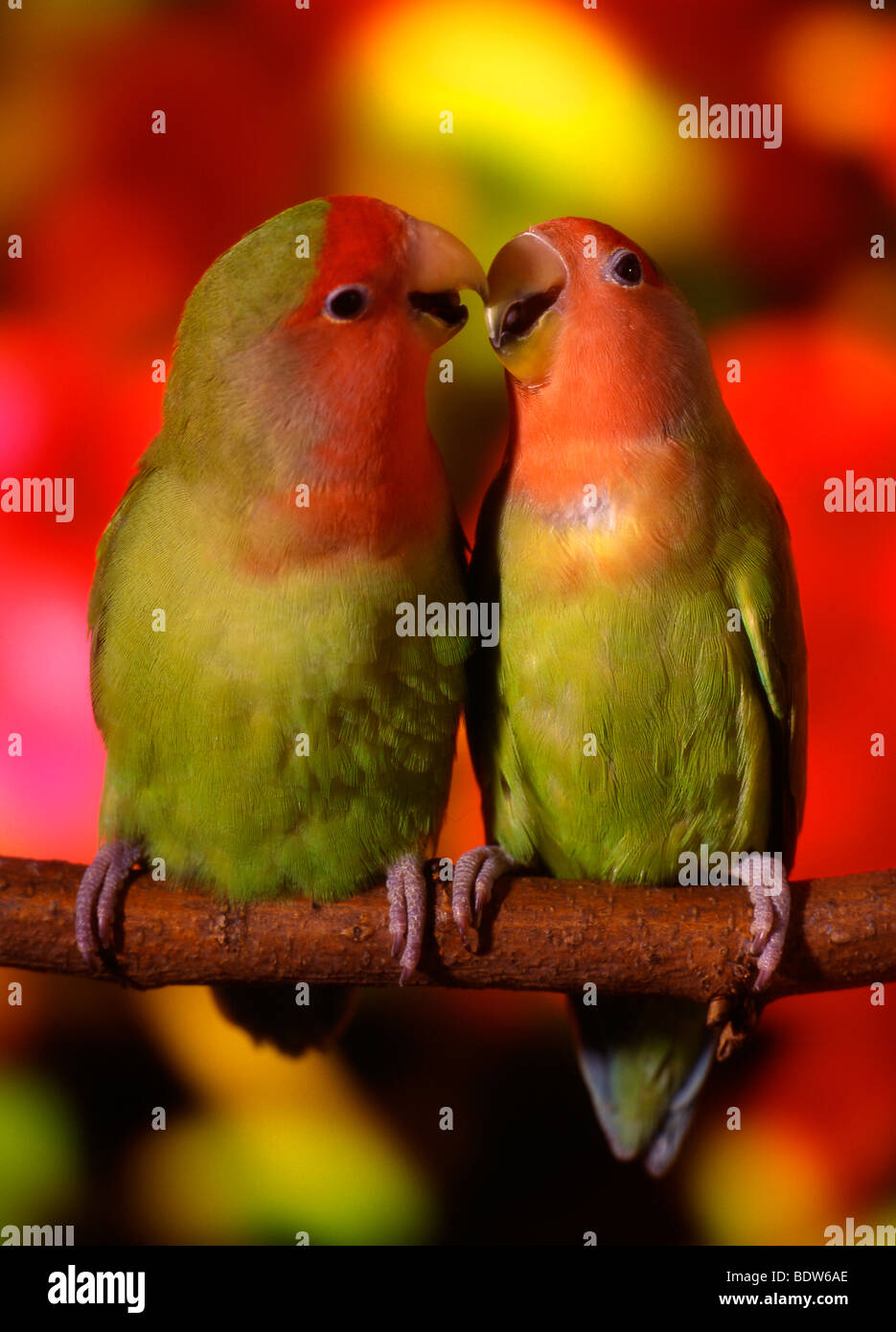 Love birds hi-res stock photography and images - Alamy