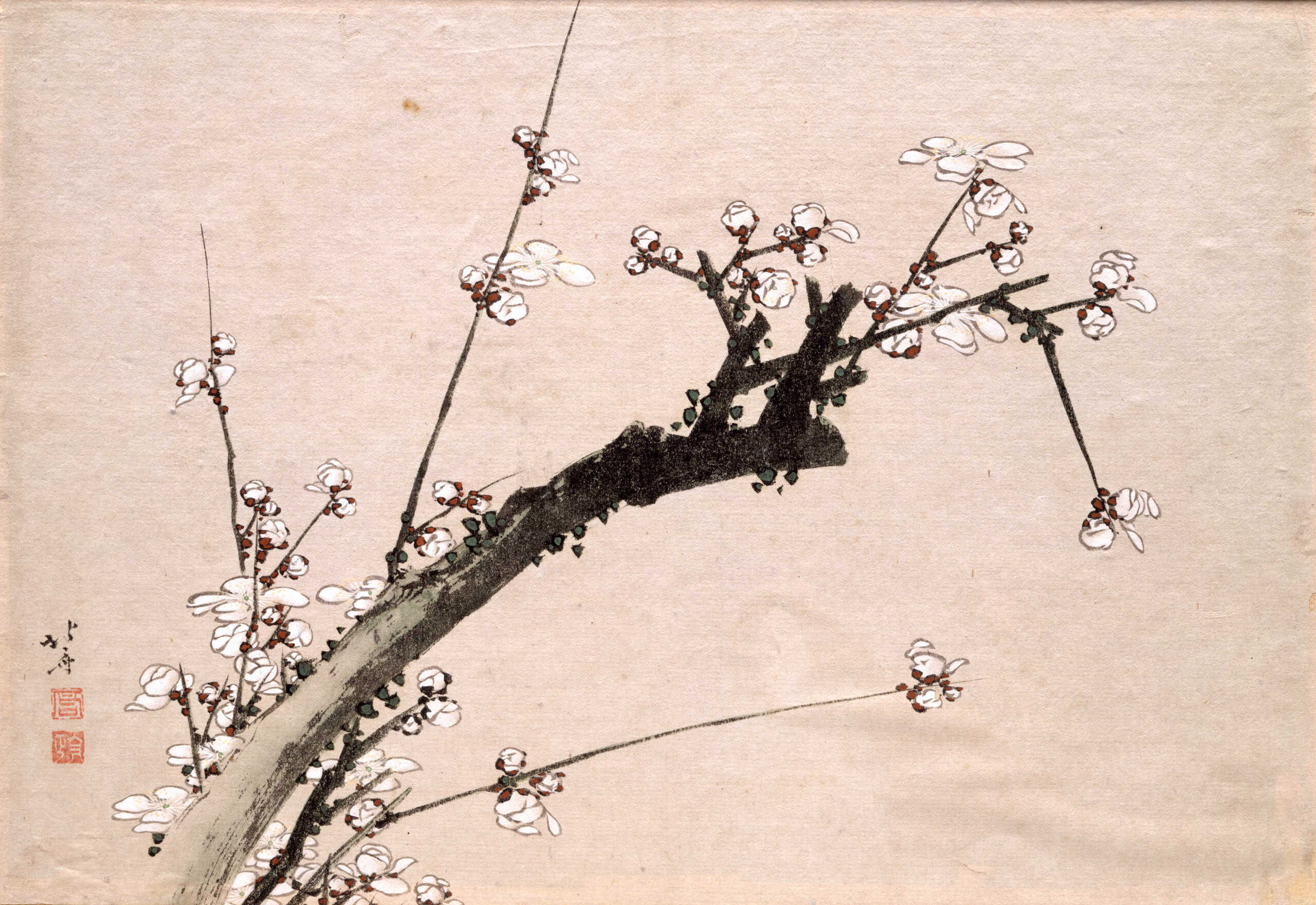 梅樹図［白梅図］ | 所蔵作品 | 千葉市美術館