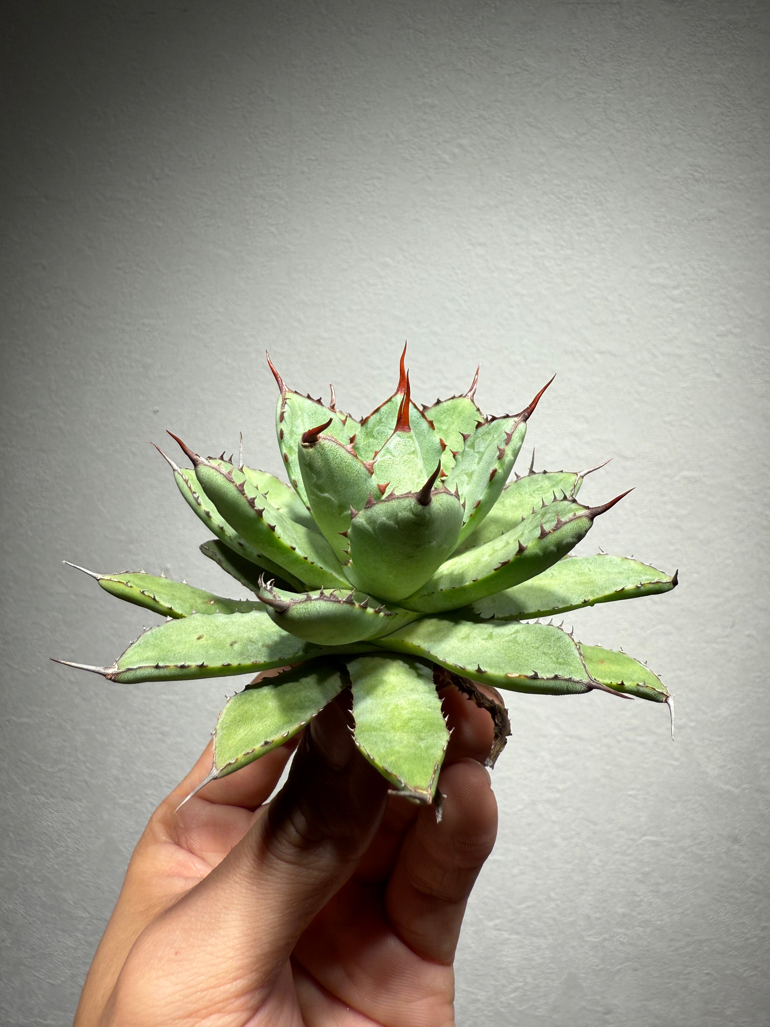 1ペア】パルナシウス・アポロ（モンゴル産） 1ペア】パルナシウス