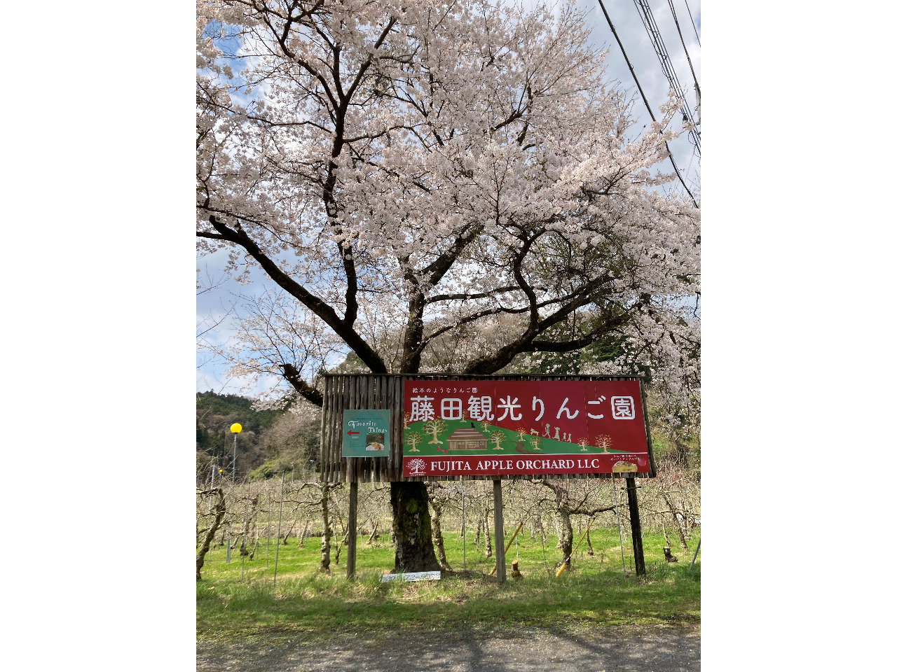 茨城県・久慈郡】【入園＋試食付＋アップルパイ＆ドリンクセット