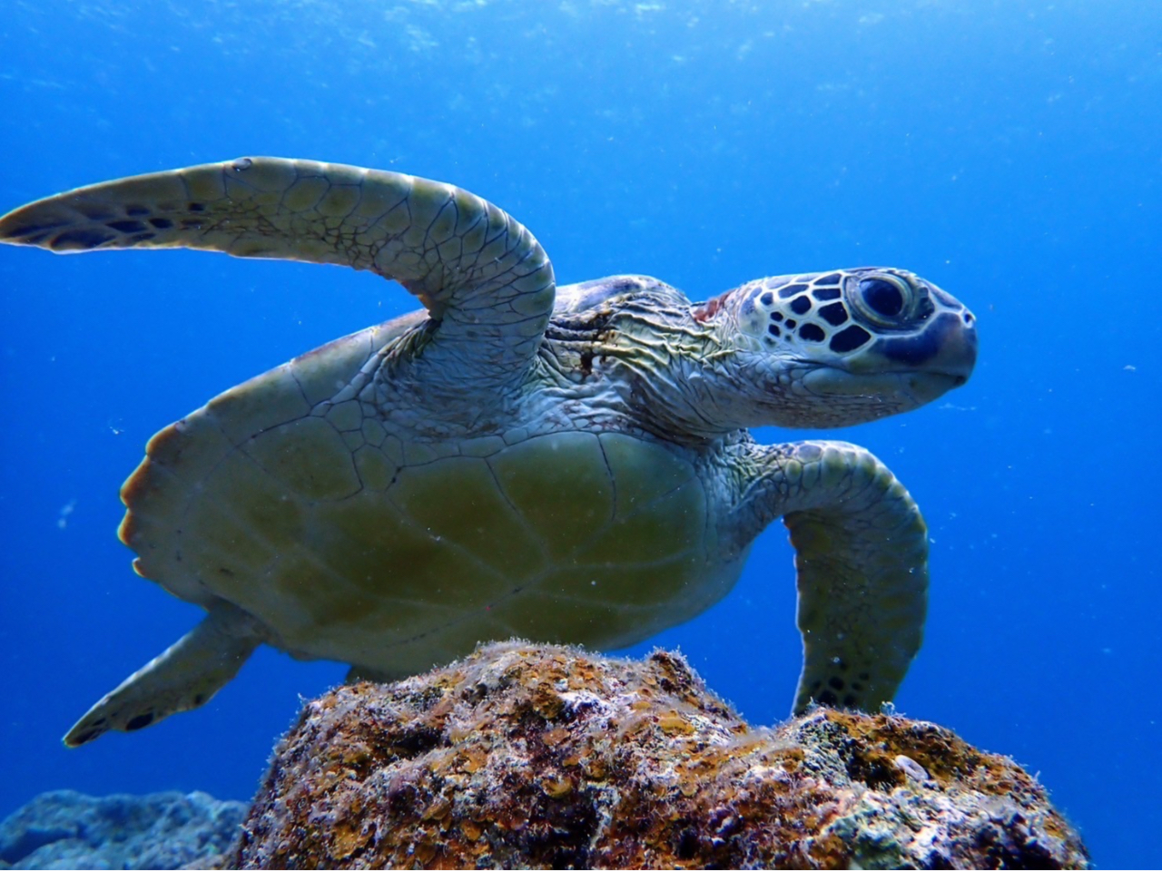 琉球列島採集観察地ガイド・シン・八重山諸島採集観察地ガイド。2冊
