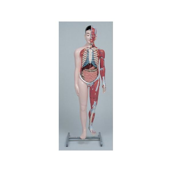 京都科学 人体解剖模型Jー100 K11202-000 1台 67-7097-23（直送品