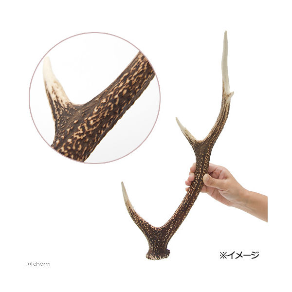 リーフ 国産 鹿の角 オブジェ Mサイズ 2250001963615 1個（直送品