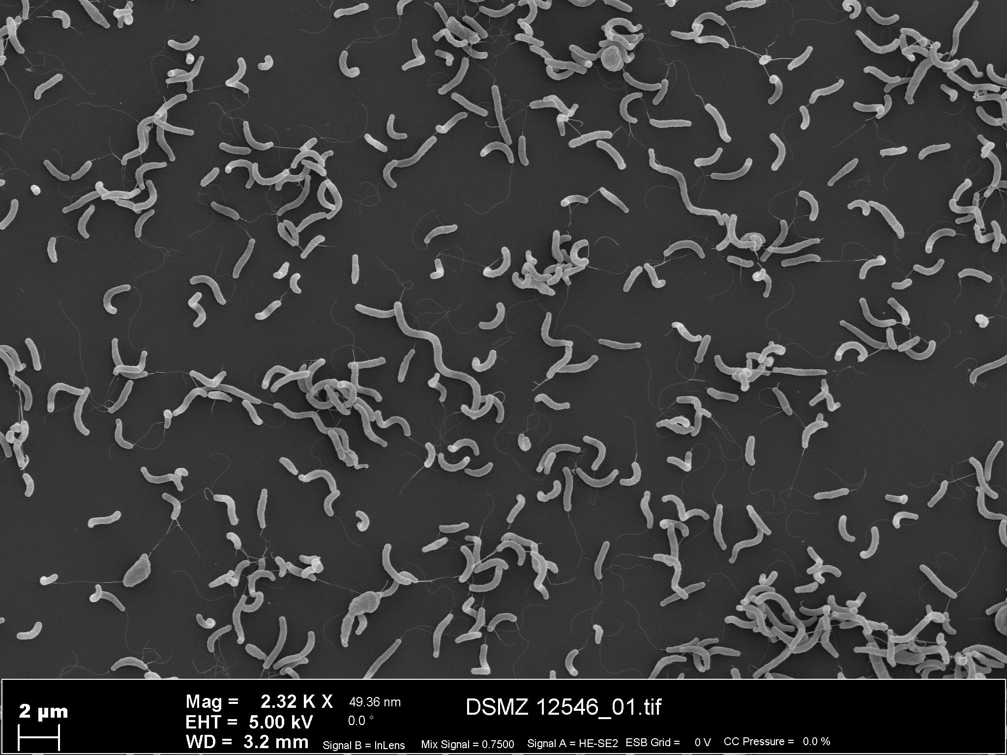 Saccharospirillum impatiens EL-105 | Type strain | DSM 12546, CECT