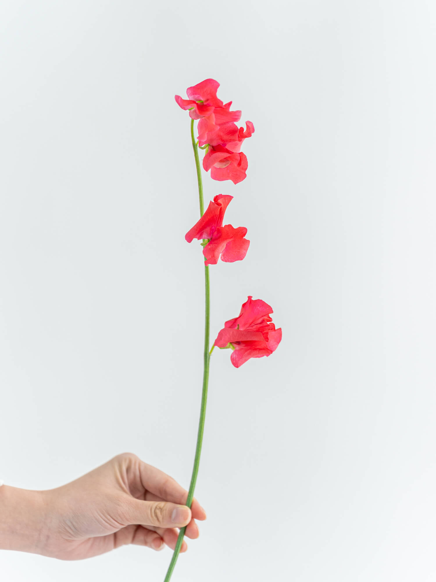 スイートピー（紫）アメジスト｜花の仕入れを簡単に。花材の卸通販