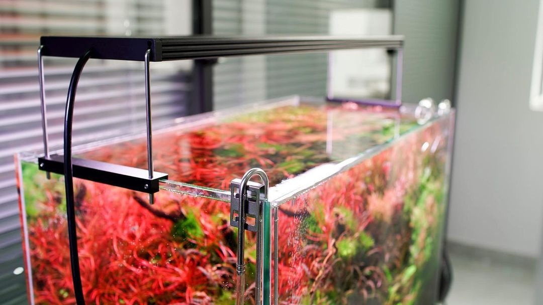 Chihiros WRGB2 Pro 90 水草 ライト 水槽 LED 育成 8176a6Fz+dL._AC_UF350,