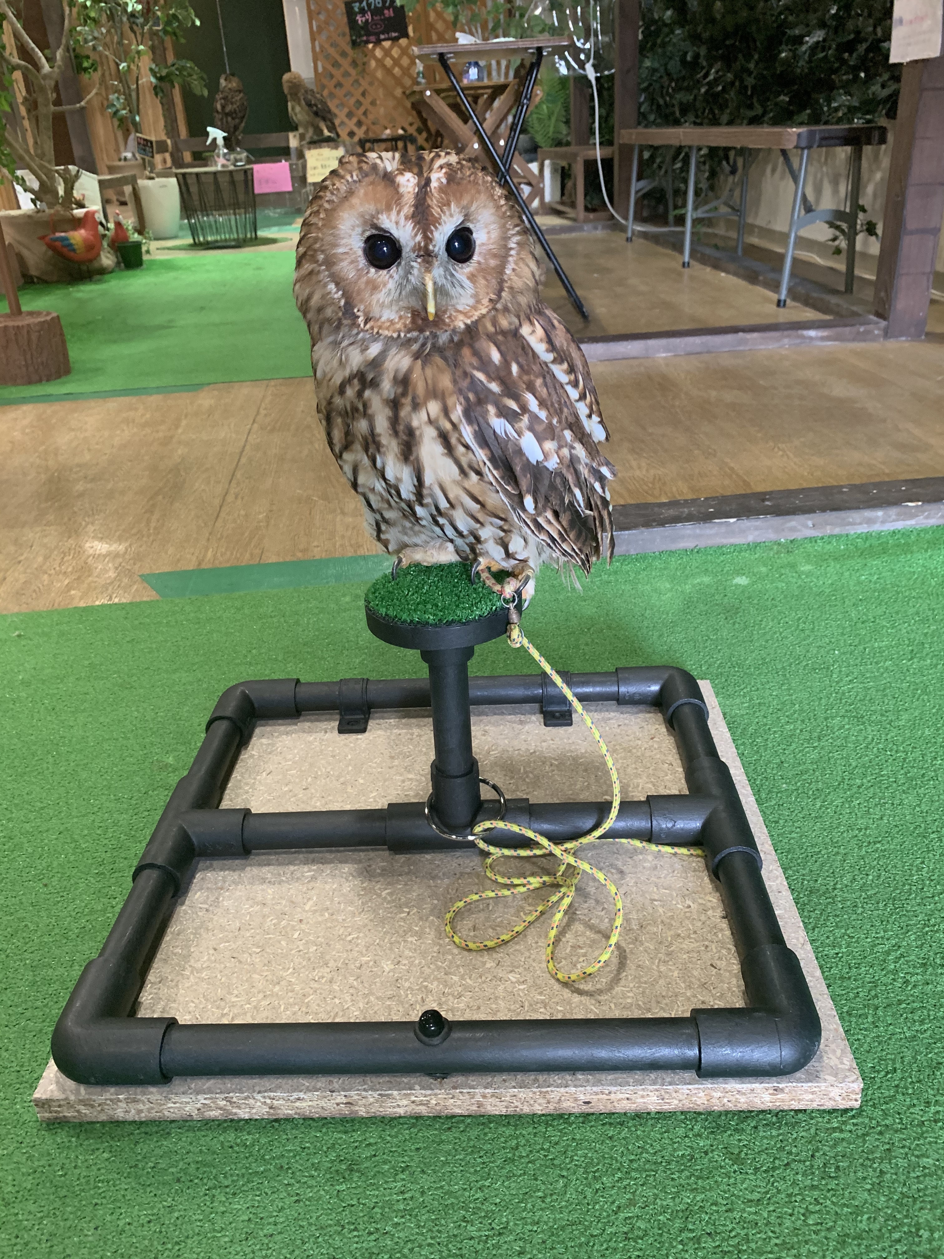 大型猛禽パーチ、ファルコンブロック A 汚濁防止シート付き 大型猛禽