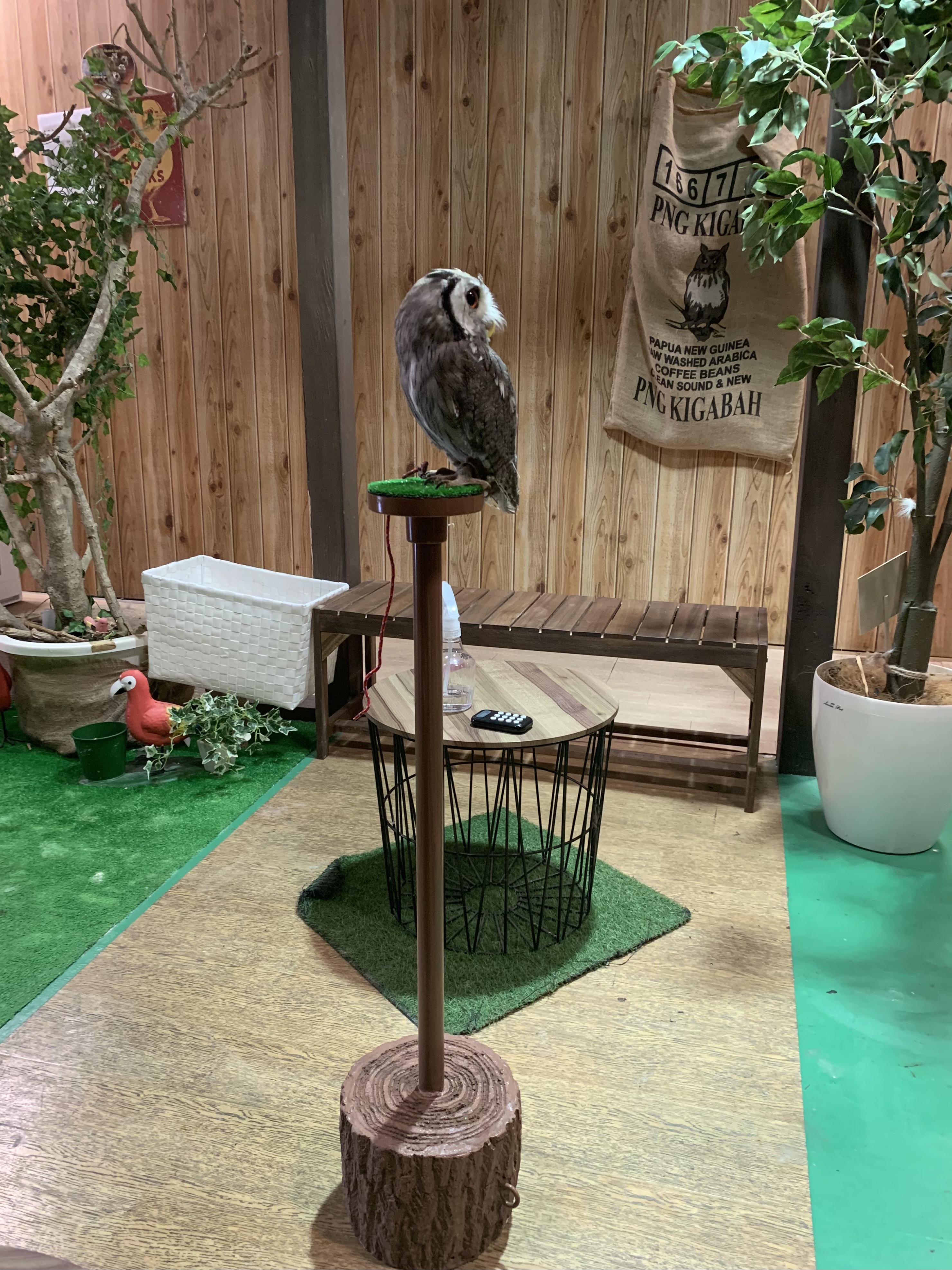 ボウパーチB type 約9〜10kg ふくろう猛禽類