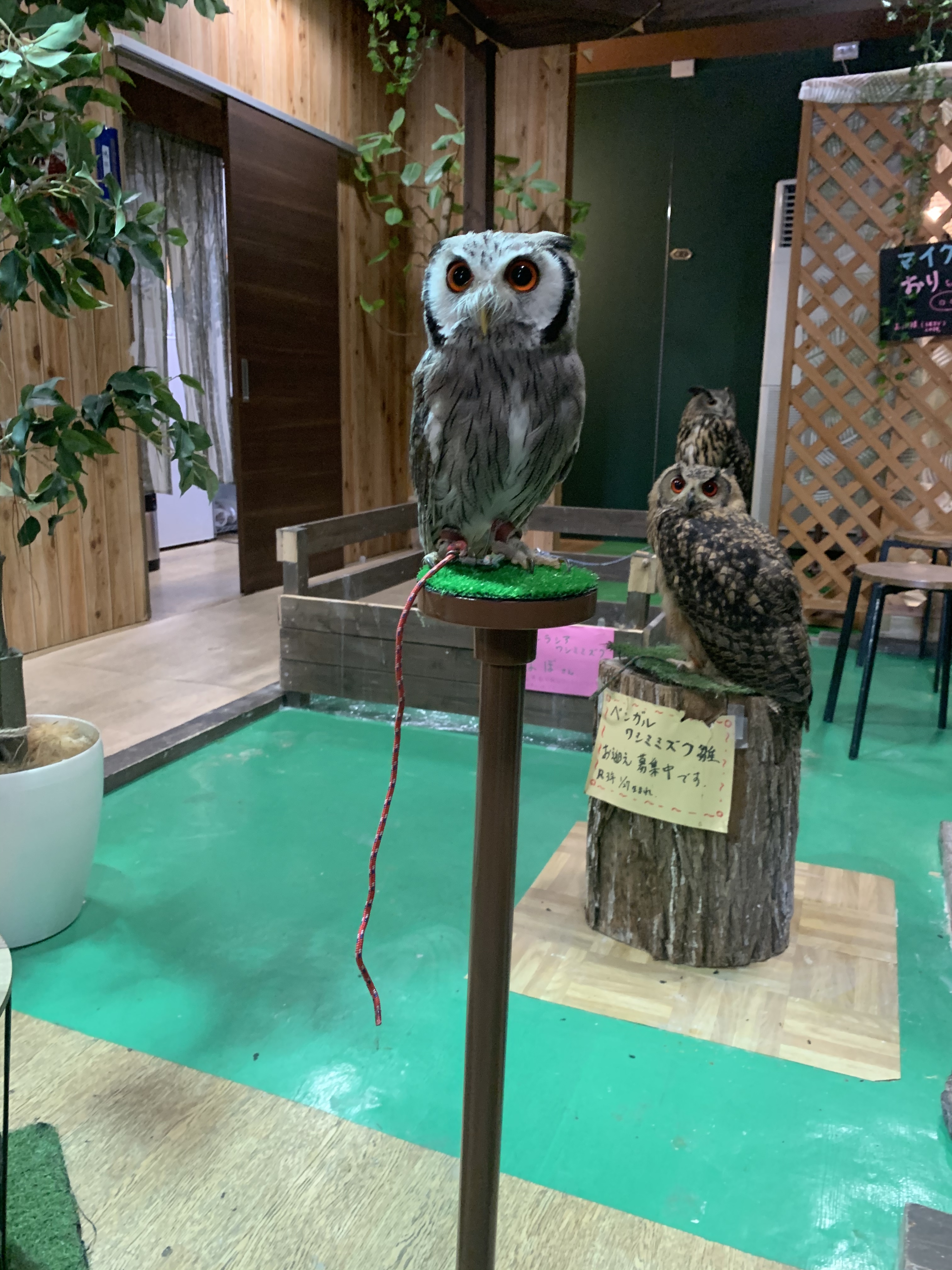 ファルコンブロック パーチ 止まり木 フクロウ 猛禽類 ファルコン