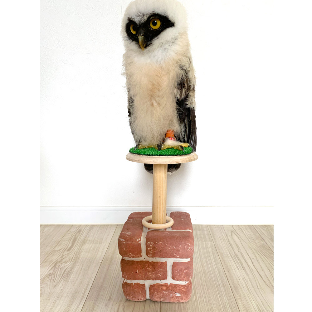 ファルコンブロック フクロウ 止まり木 猛禽類