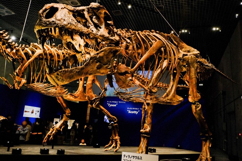 日本初上陸 大恐竜展 メダル マプサウルス 日本初上陸 大恐竜展 メダル
