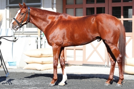 シュヴァルグラン (Cheval Grand) | 競走馬データ - netkeiba