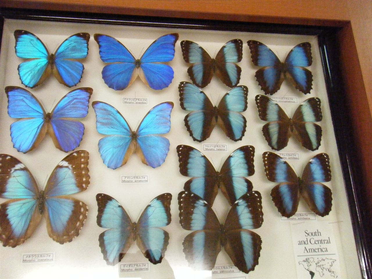 モルフォ蝶アキレスモルフォ標本ガラスケース