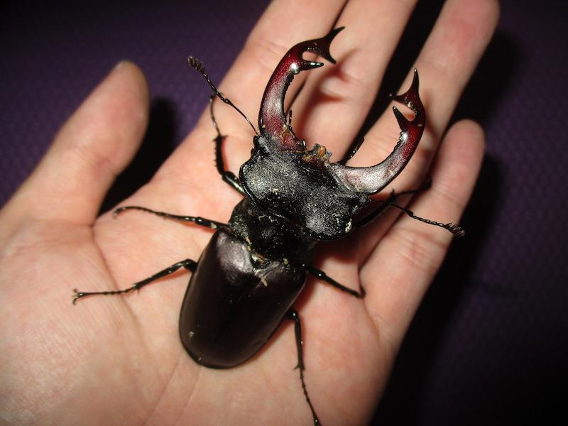 ケルブスミヤマ 昆虫標本 ヨーロッパミヤマ ユダイクスミヤマクワガタ