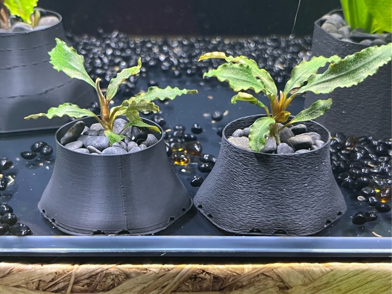 船長 ブセファランドラ15種15株、ボルビ、ピンナティフィダ7株計