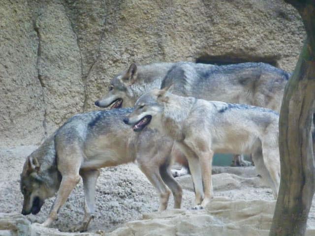 白いオオカミ ジム・ブランデンバーグ 白いオオカミ: 北極の伝説に生きる
