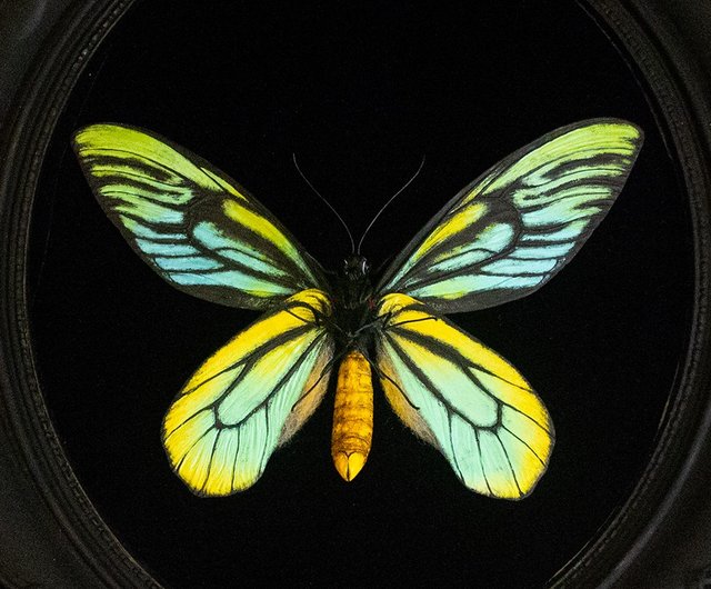 台湾 アレクサンドラトリバネアゲハ 模型標本 カスタムアート