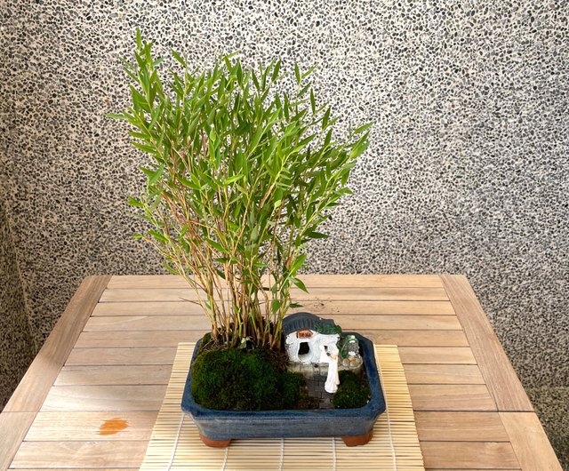 希少】竹峰 盆栽鉢 ミニ盆栽 盆栽 鉢 盆栽小鉢 盆栽鉢 植木鉢 ミニ盆栽