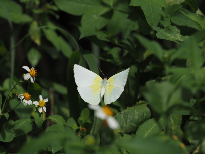 ウスキシロチョウ