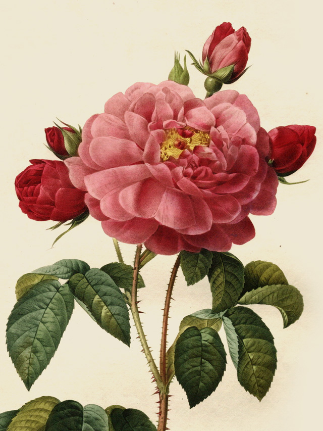 ボタニカル水彩模写(アンティーク風仕上げ)「バラ」三上晃央 – Parsleysage