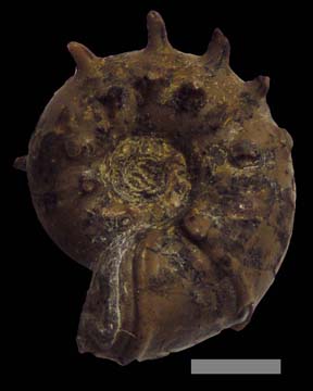 パキデスカス科のアンモナイト