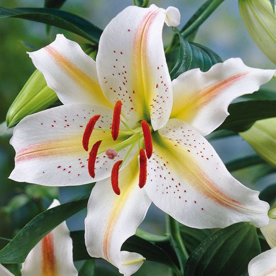 Lilies - TotalGreen Holland