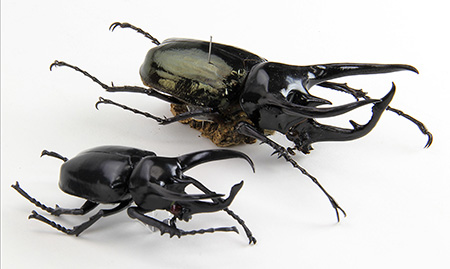 野外品 大型スマトラコーカサス 119mm 昆虫標本 コーカサスオオカブト