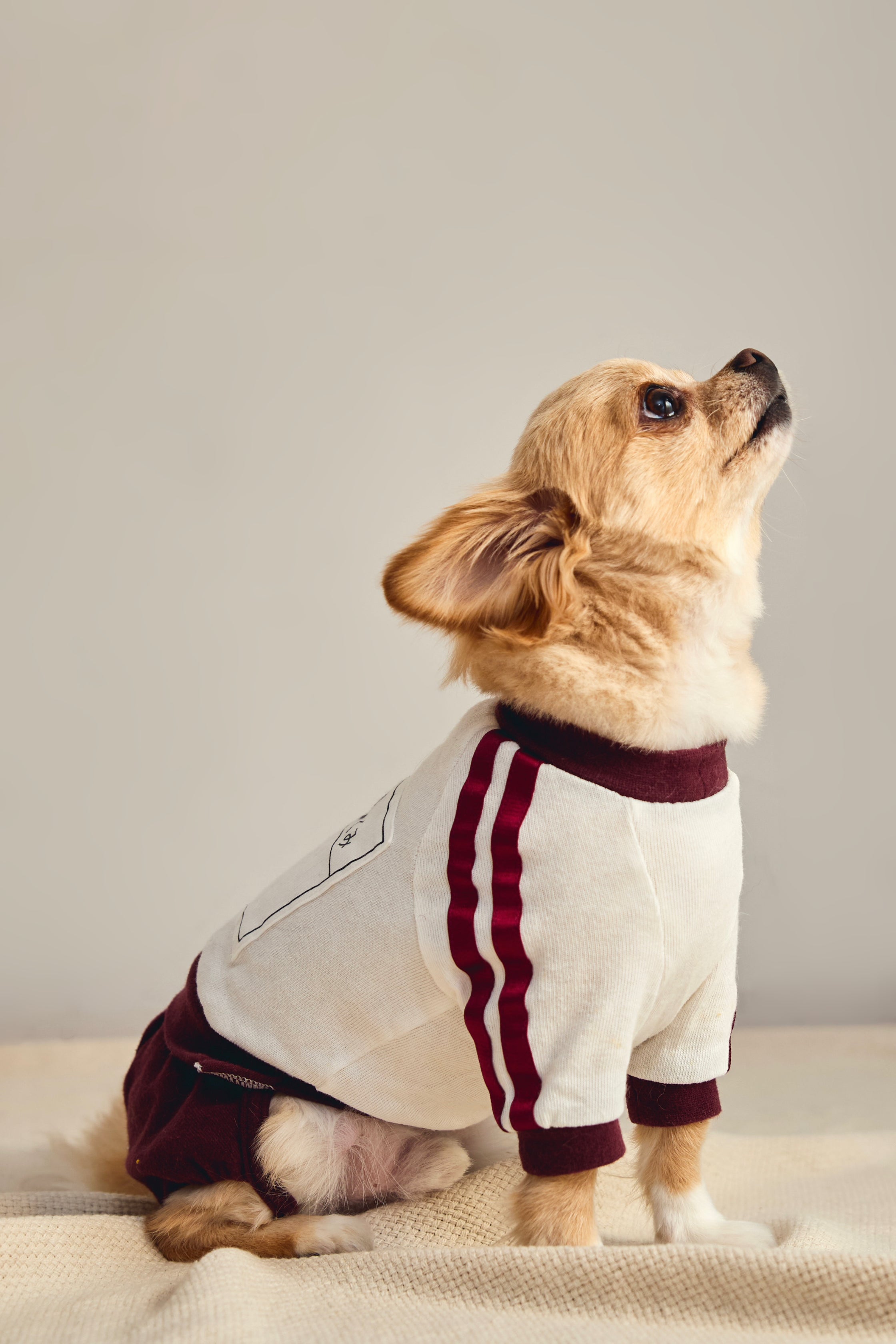 ペット服ならcorazón（コラソン）/【えんじ】ゼッケン付きブルマ体操着