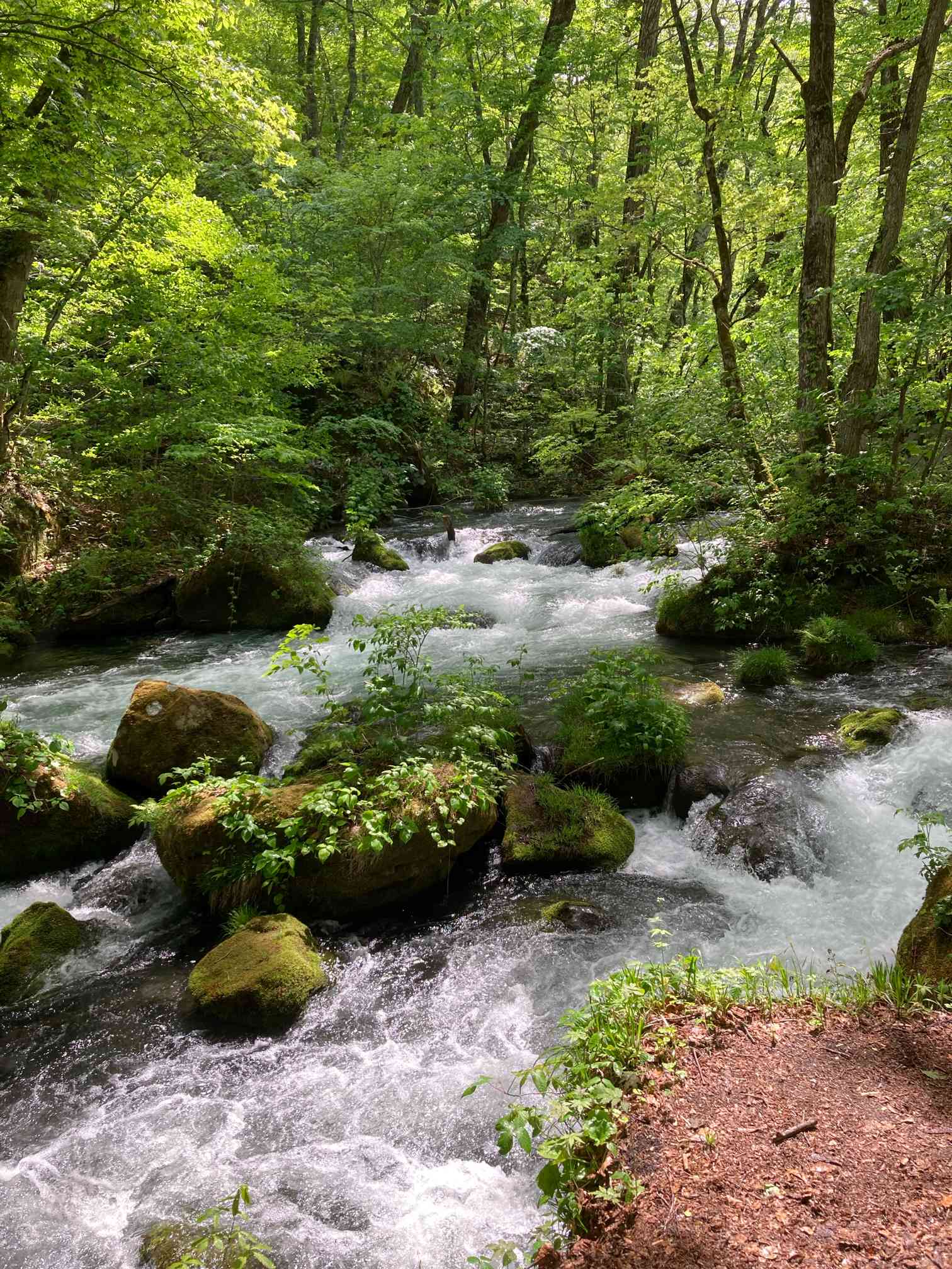 💚新緑の奥入瀬渓流・2022年5月15日｜🍀GreenSnap（グリーンスナップ）