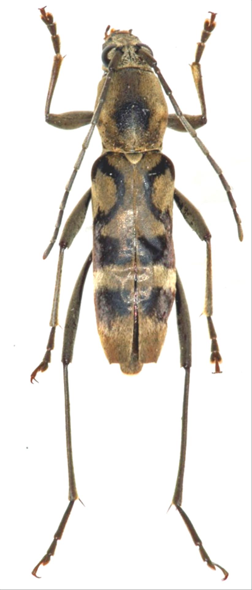 昆虫標本 奄美大島 カミキリムシ