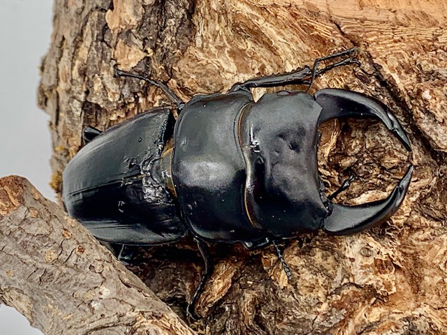 純血は美しい 岡山産オオクワガタ classics1997 ♂75mm ♀47mm 超美形