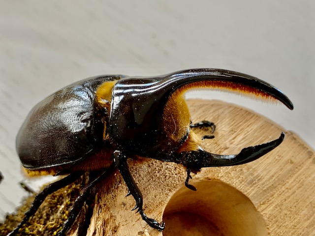 超人気種! ネプチューンオオカブト大型♂110～140mmUPペア/♀単(サイズ