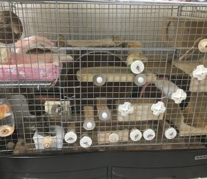 チンチラ イージーホーム80ハイ 飼育セット SANKO イージーホーム80