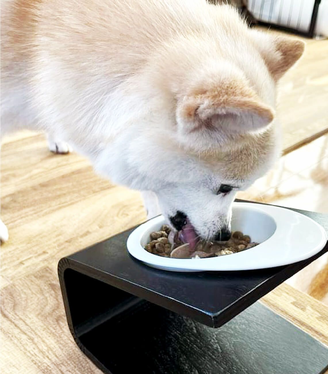 ドッグフード】ささみと25種類のこだわり具材 | DOGTREE｜公式通販サイト