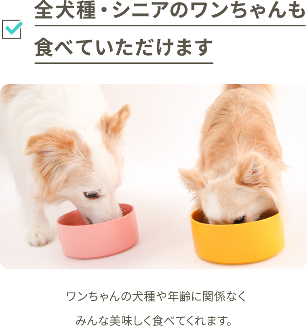 うまかドッグフード 6袋8/27日入荷新鮮8/31日削除させて