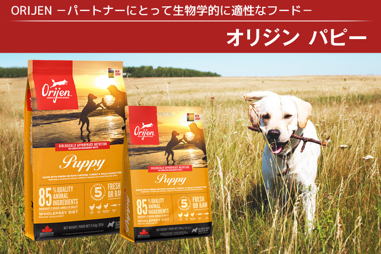 オリジン パピー 6kg