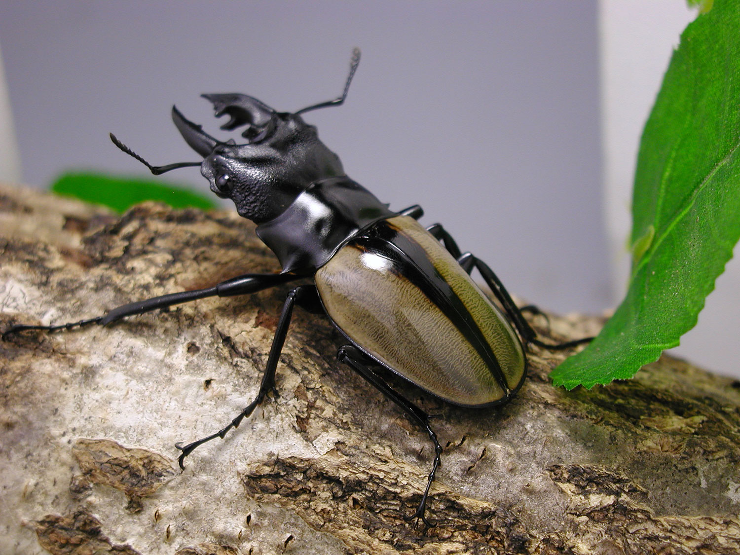 ツヤクワガタ｜ドルクスダンケ